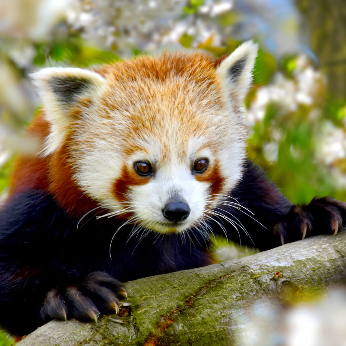 Redding nooit Gepensioneerde Rode panda - GaiaZOO