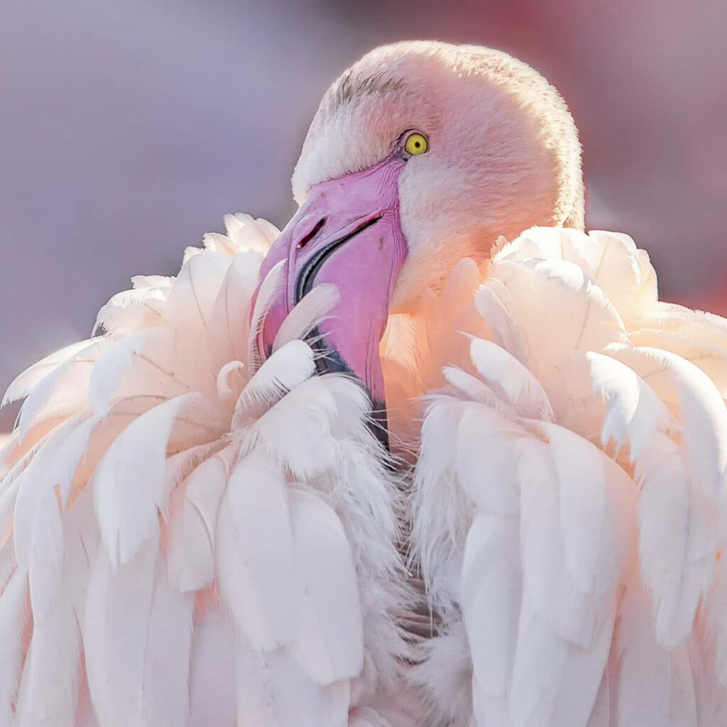 kom tot rust Speels Overwinnen Grote flamingo - GaiaZOO
