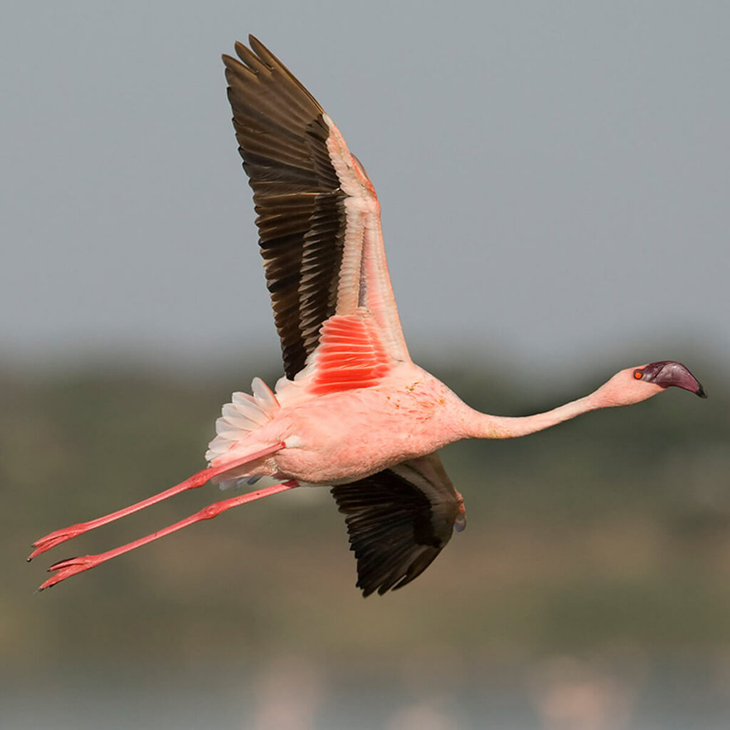 kom tot rust Speels Overwinnen Grote flamingo - GaiaZOO
